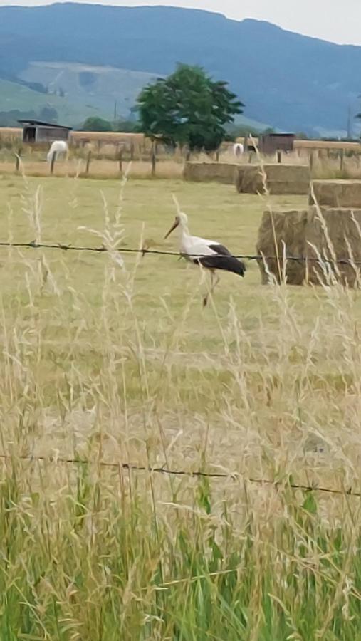 L'Oree Du Bois Bettu Belleville-en-Beaujolais Dış mekan fotoğraf